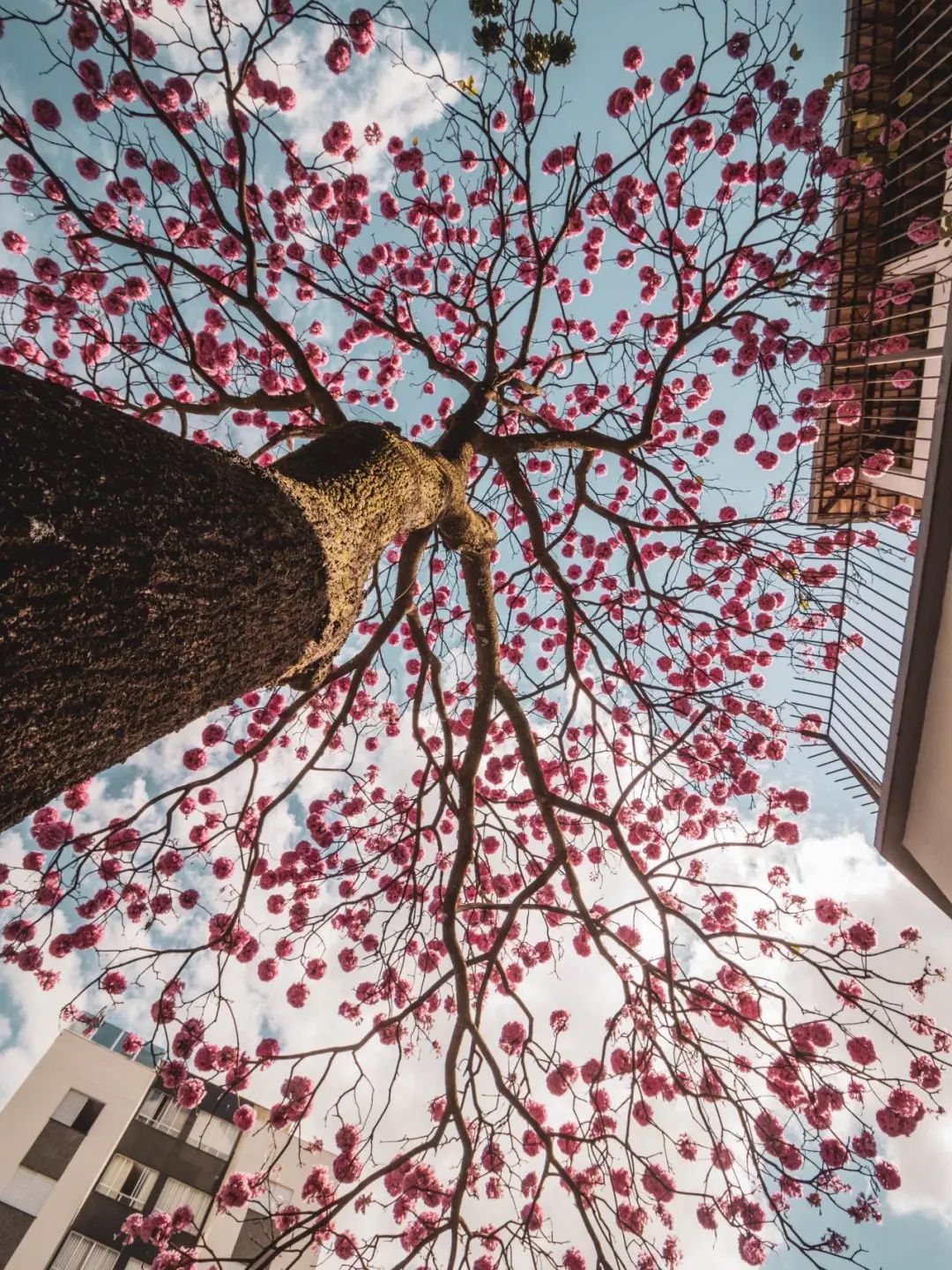 安信重蚁木地板质量怎么样,安信重蚁木地板一等品