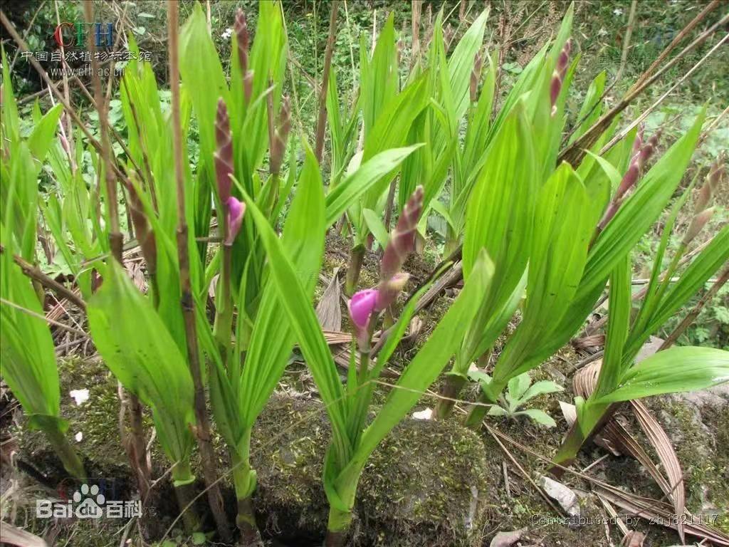 补气血祛斑美白的中草药,中药美白祛黄抗衰