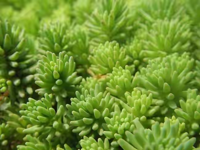 十二卷多肉的品种图鉴,100种多肉植物图片大全