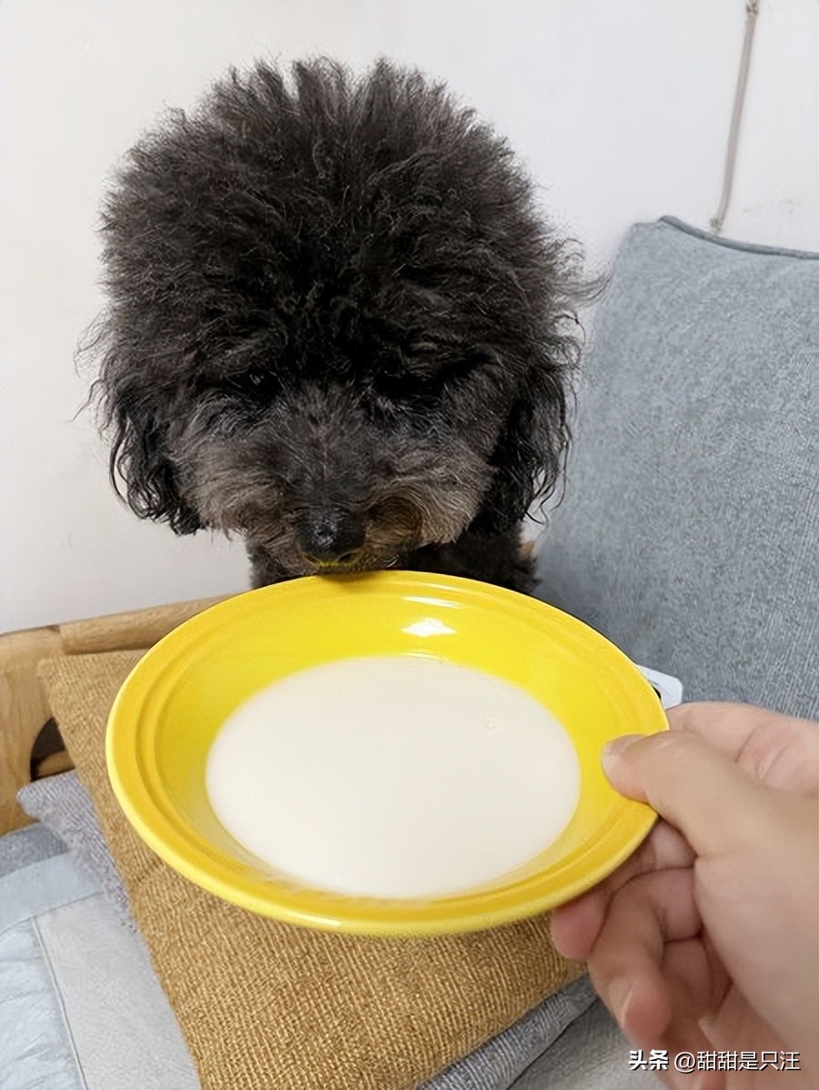 狗零食最好的牌子,6大狗零食种类分析测评