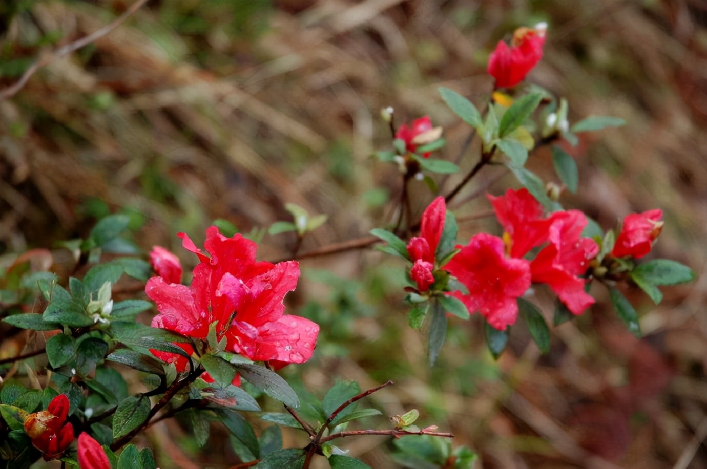 杜鹃花能吃吗,杜鹃花怎么吃