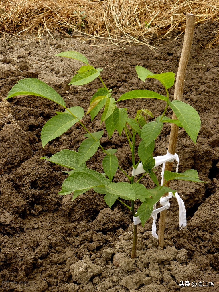 核桃栽植三大禁忌,核桃种植与管理技术分析