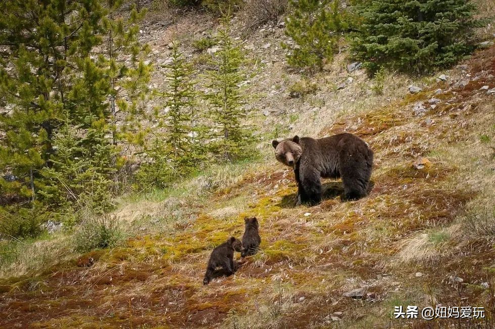 这几部口碑爆棚的宝藏纪录片,国庆孩子必看的8部神级纪录片