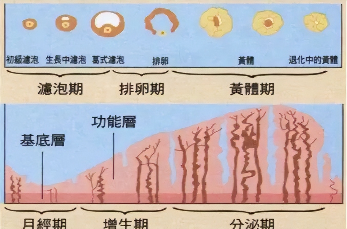 卵泡和内膜都好怀孕几率大吗,子宫内膜和卵泡