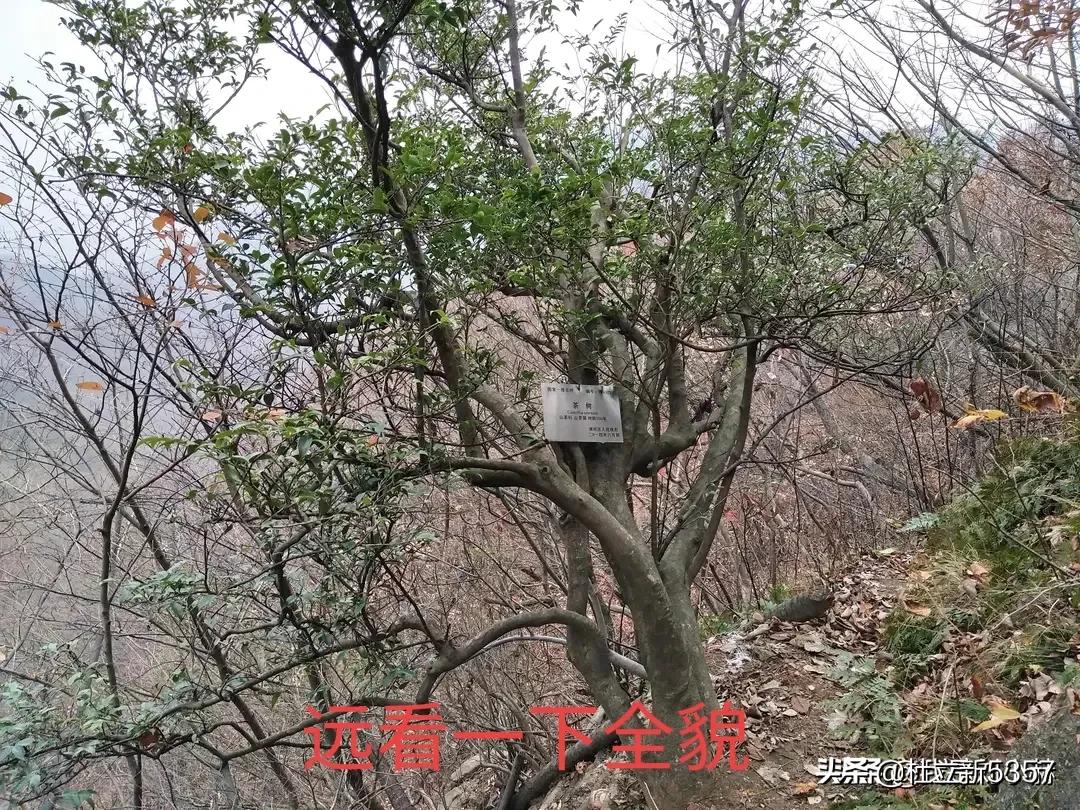 信阳毛尖骗局大揭秘,在信阳买毛尖避坑