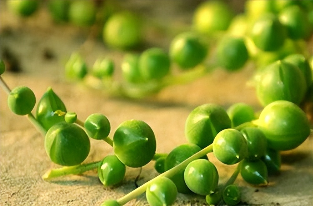 多肉佛珠干瘪是什么原因,佛珠多肉干瘪怎么回事