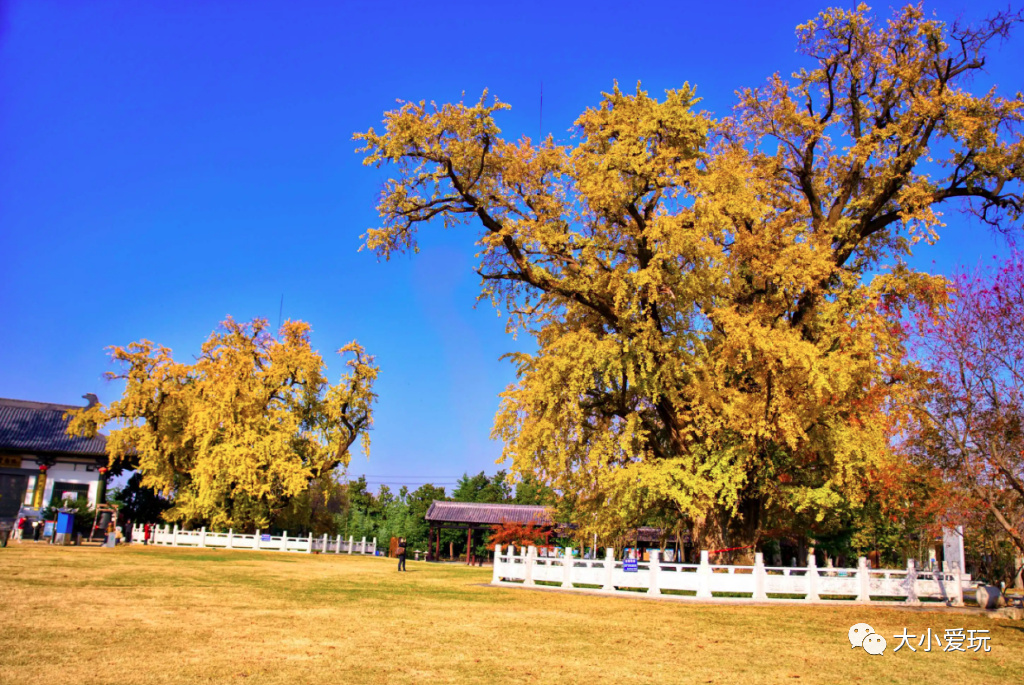 银杏最美的地方,金秋十月最美的银杏