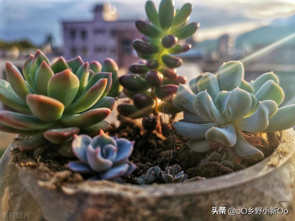 刚种的多肉黑色腐烂根怎么处理,多肉黑叶怎么办夏天