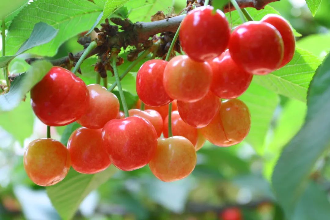 逛吃逛吃歌曲,逛吃逛吃