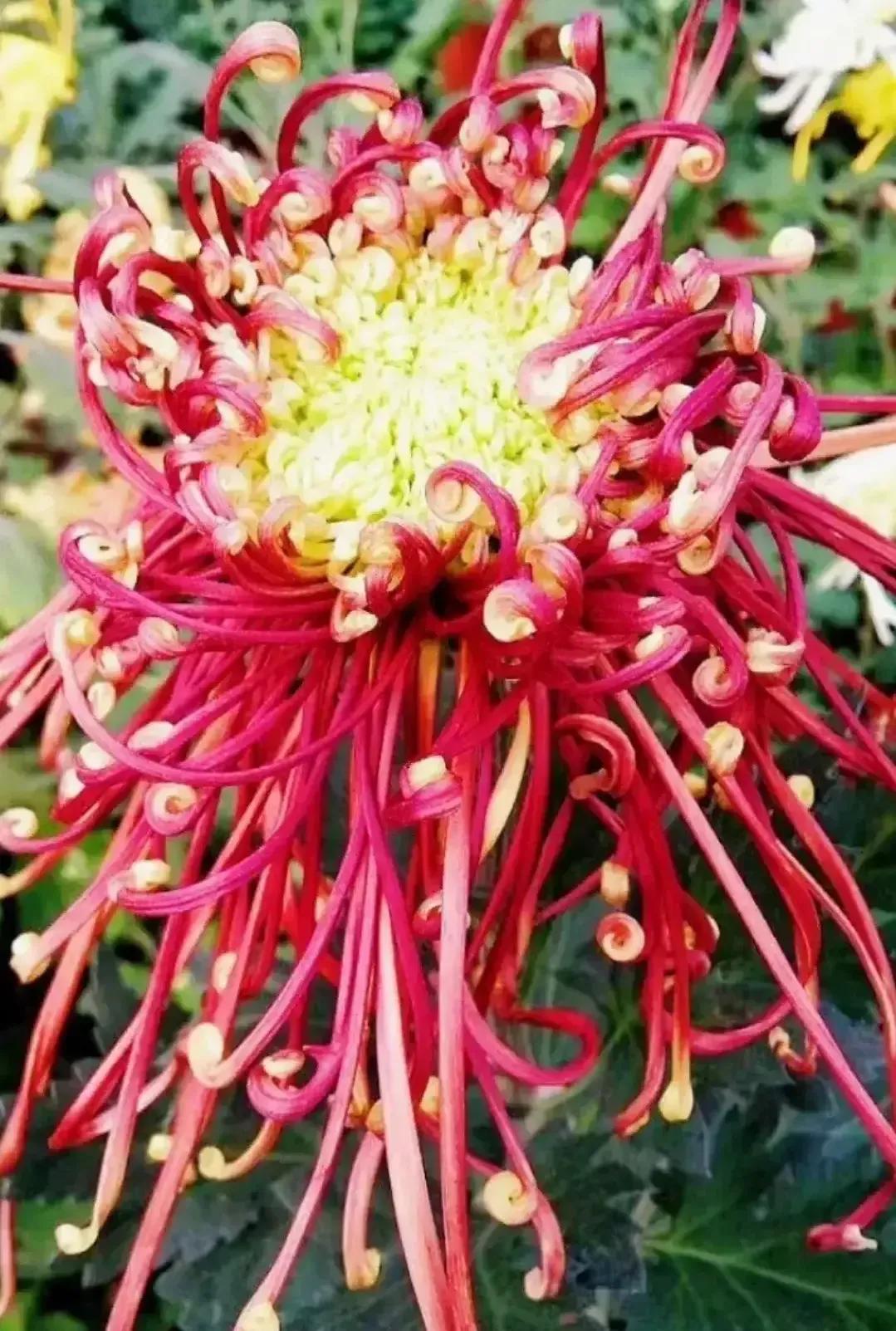 最最漂亮的金丝菊图片,美丽的金丝菊美图