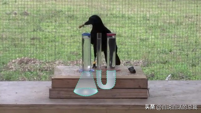 乌鸦为什么是外星人,外星人至今还未出现的5大原因