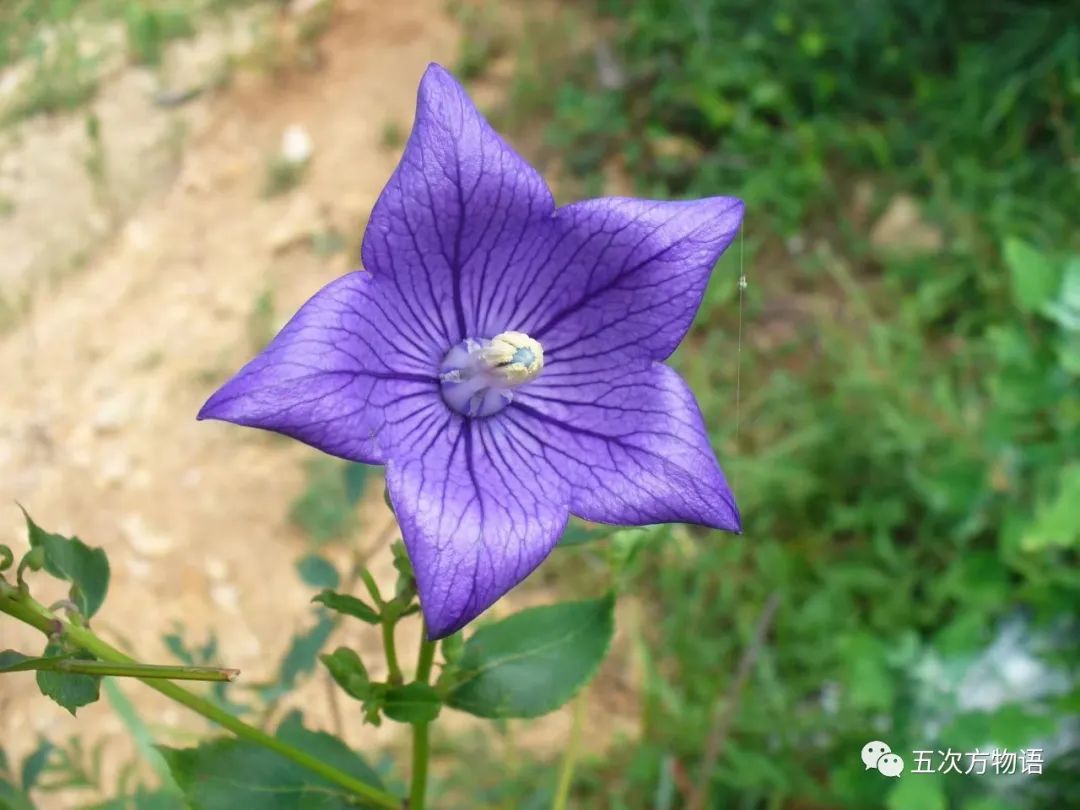 根类食物大全 (5种根菜类的食材)