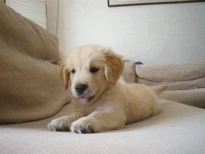 最好看的狗狗金毛,盘点最礼貌的狗狗金毛