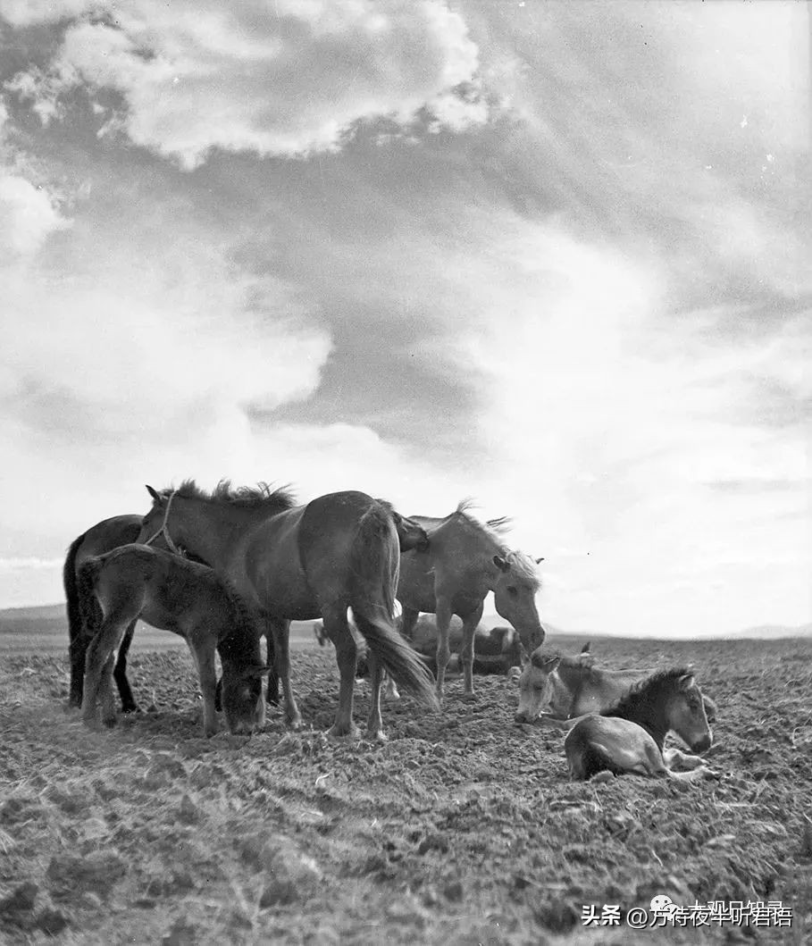 万里追踪纪录片完整版,1937年万里猎影记