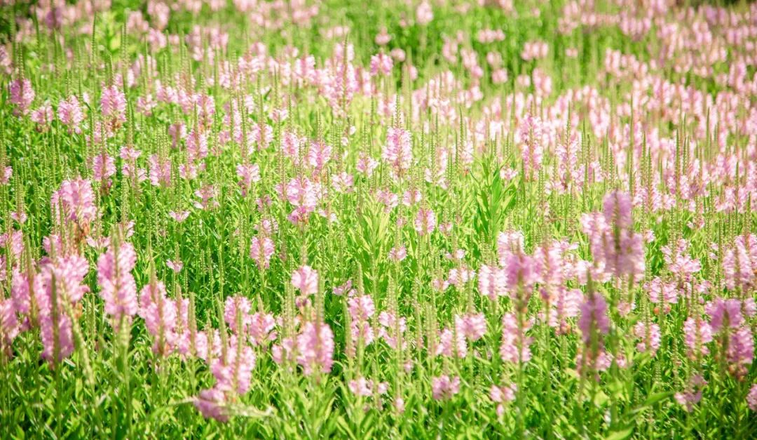 最好的十首唐诗,唐诗中最唯美的四字诗句