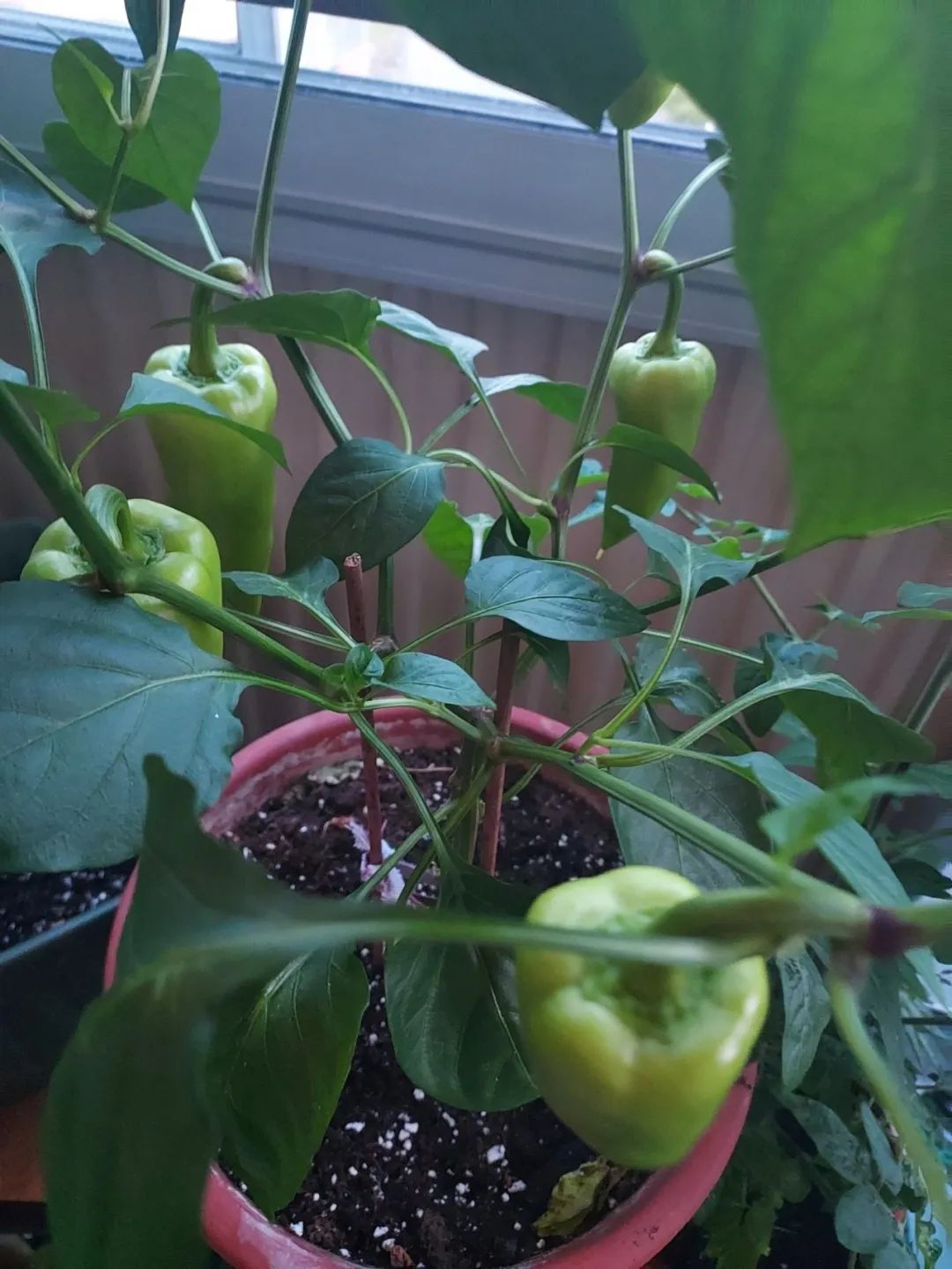 阳台种菜技巧大全,阳台小菜园怎么种菜