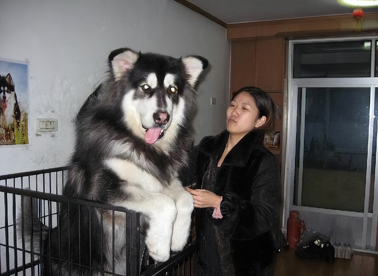 阿拉斯加犬的优点与缺点,搜索阿拉斯加的优点和缺点