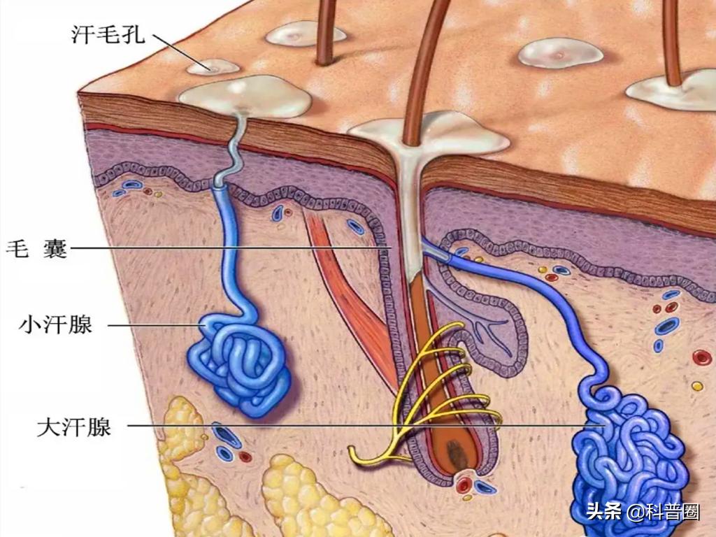 狐臭是怎样得来的视频,狐臭是怎么有的