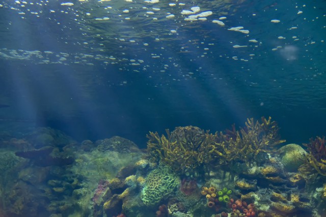 日本核污水排放已超100吨,日本核污水排放造成大量死鱼