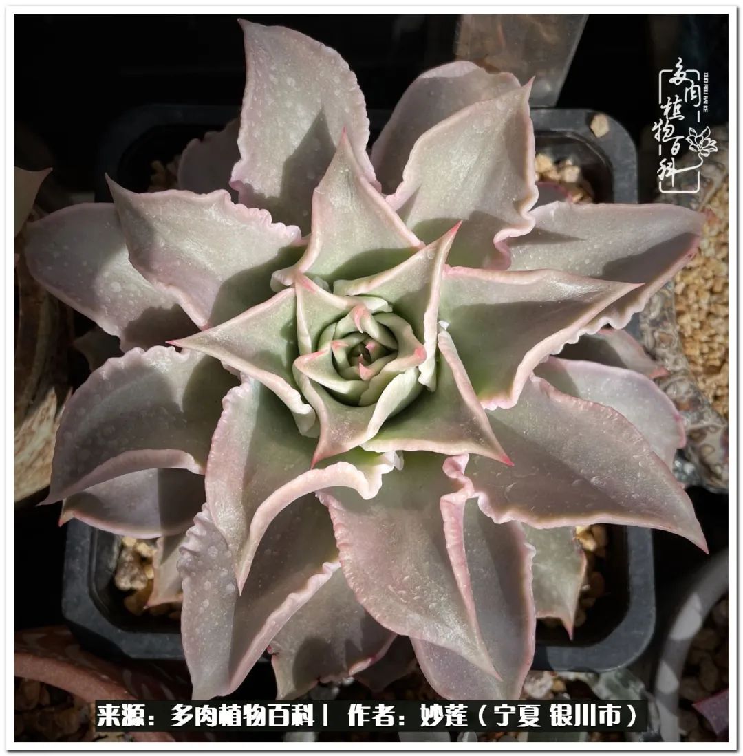 世间繁华三千不如一隅清欢,世间繁华三千不如有一院清欢