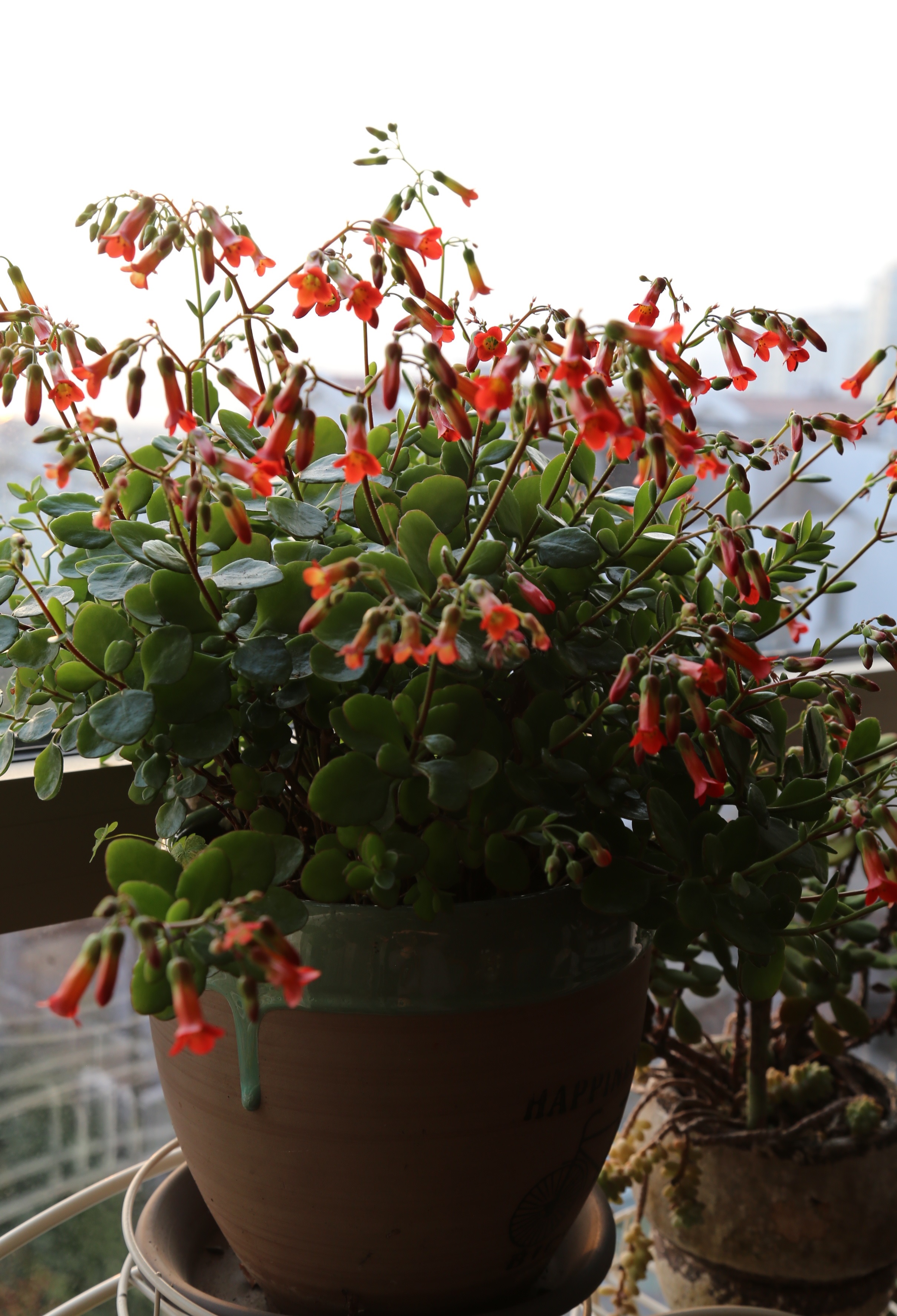 年宵花新品种有哪些名字,灯笼花的个性养护法