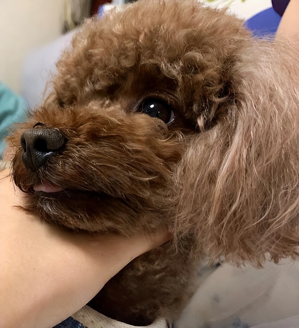 狗狗爱撒娇,推荐你养这几种狗聪明又招财