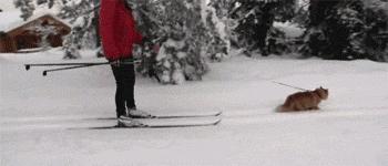 瑞士猫和俄罗斯猫,俄罗斯猫西伯利亚猫