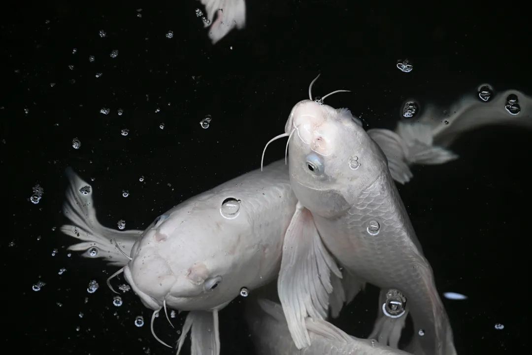 抛开价格因素尼康Z9和Z8如何选,尼康z8为什么比z9便宜