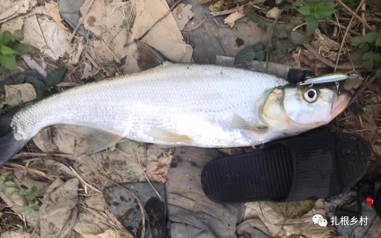 野钓常见的鱼好吃,钓鱼人公认的10种最好吃的淡水鱼