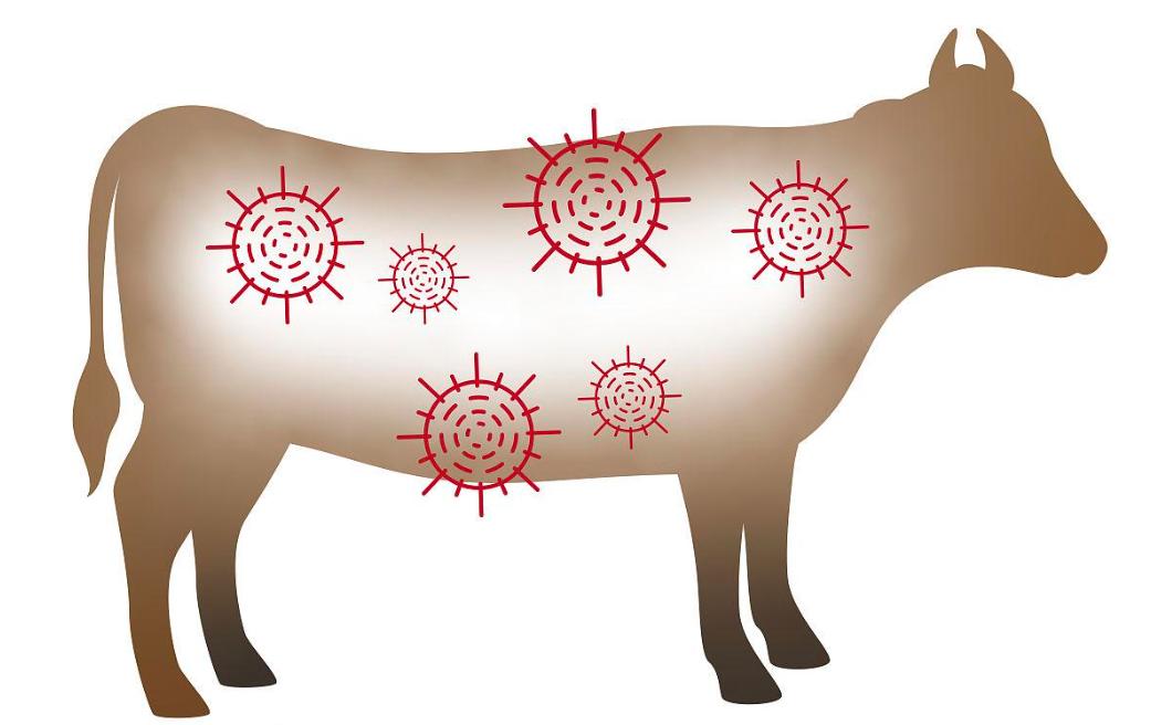 哪种品种的牛长得快出肉多,肌肉发达的牛叫什么