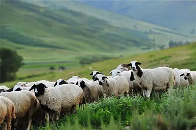 澳大利亚是大洋彼岸国家吗,澳洲历史上被遗忘的国家