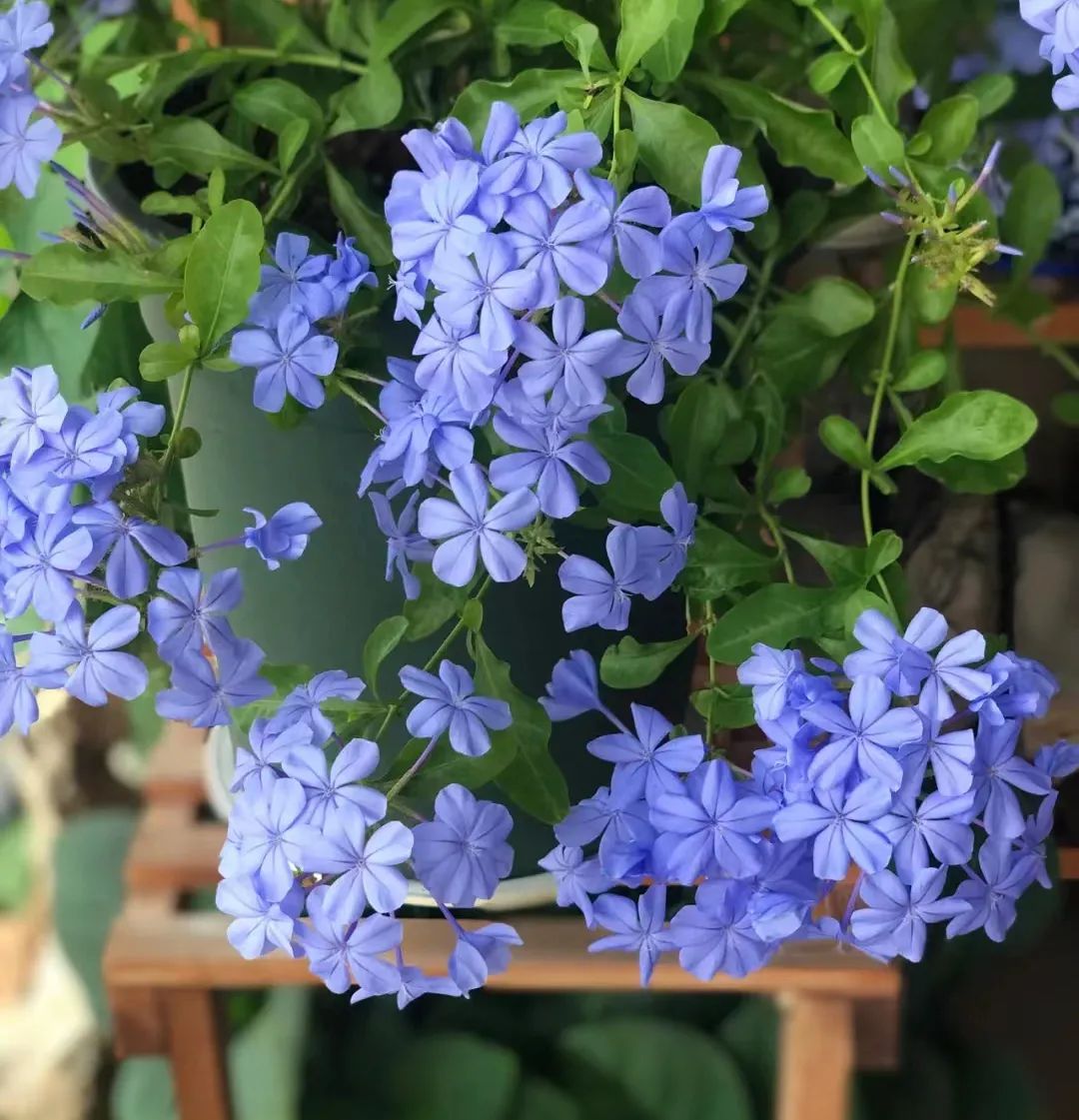 30款经典蓝紫色开花植物!别拉我,就让我坠入这梦幻的漩涡