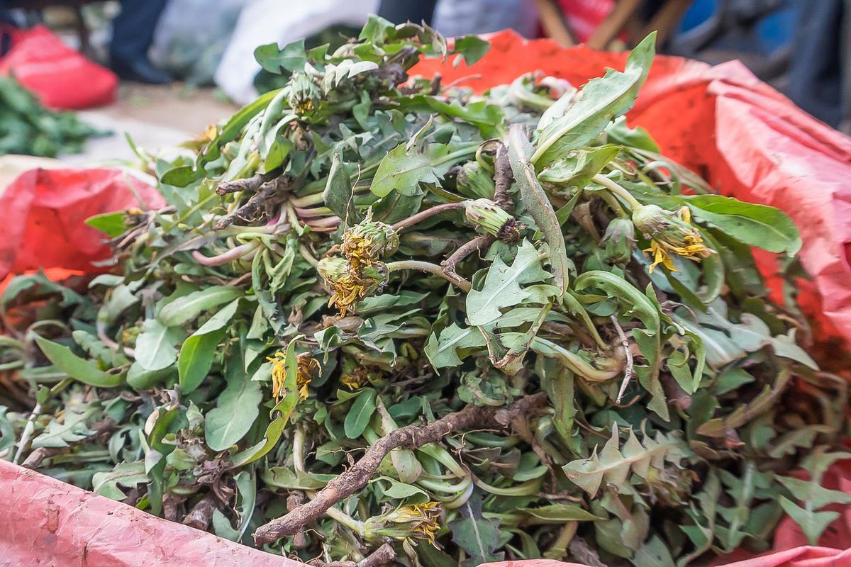 蒲公英八大养生好处,蒲公英用药禁忌