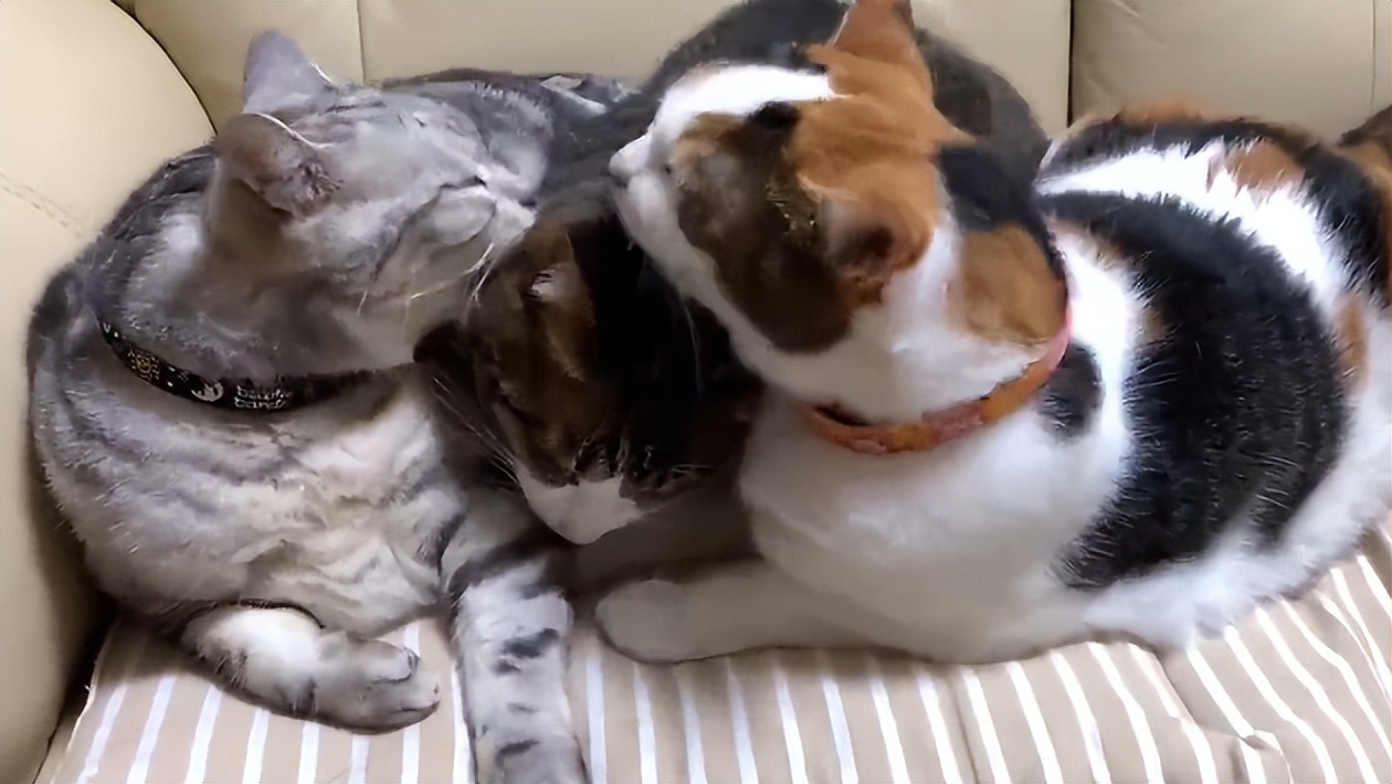 70万网友在线围观我家猫猫“搞黄色”：越看越上头，越看越变态