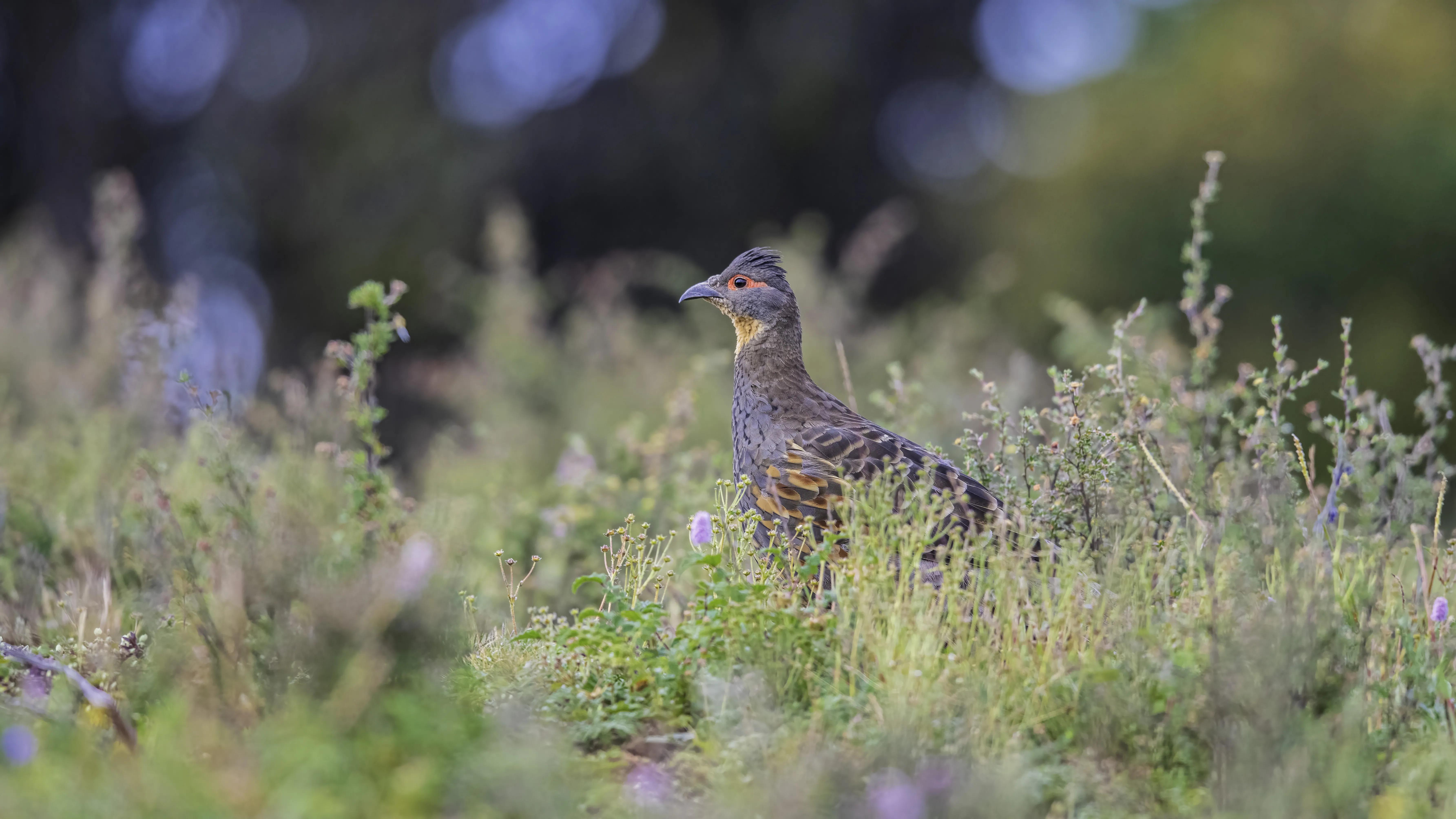 甘孜州最美风景在路上,金秋的甘孜州