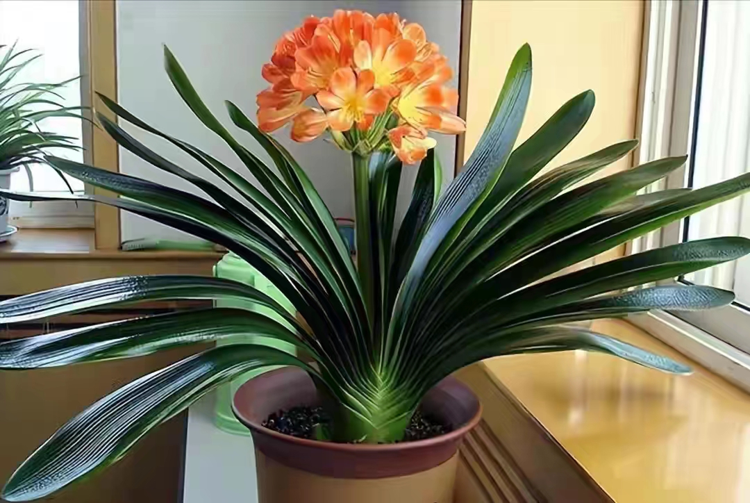 客厅买什么花放最好风水旺,客厅摆什么花容易招财运