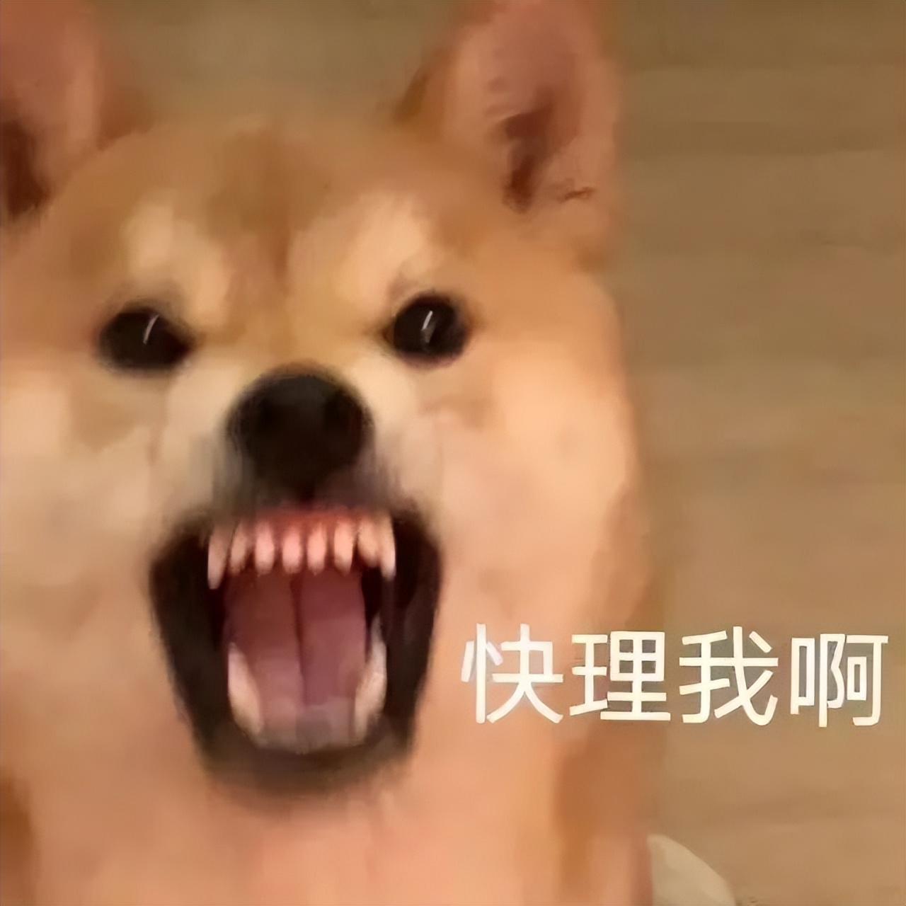 贩剑表情包评论区,贩剑表情包不回消息