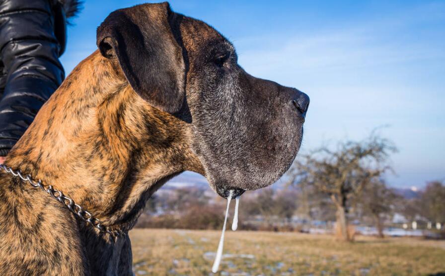 这些狗看上去高大威猛，实际上就是“胆小鬼”