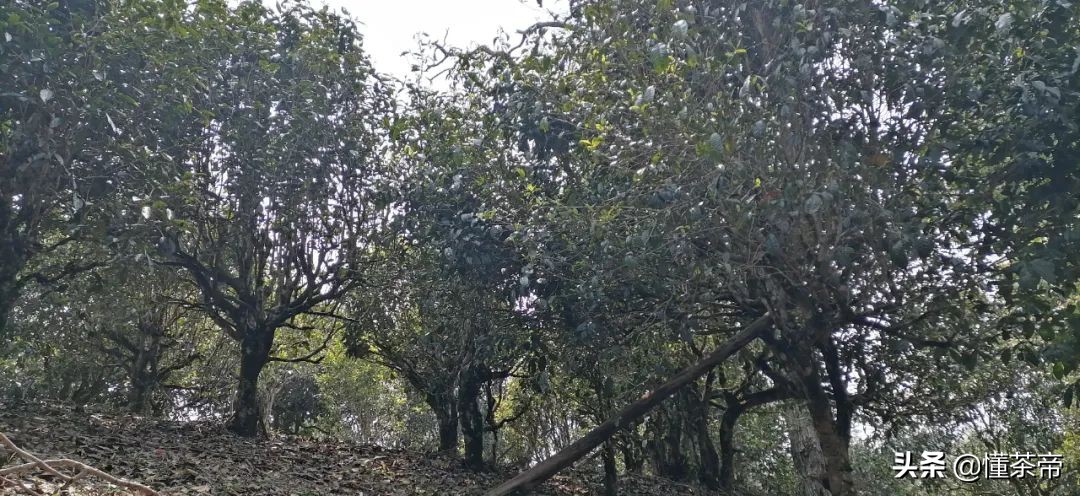 普洱茶的六大优势和劣势,普洱茶的发展过程视频