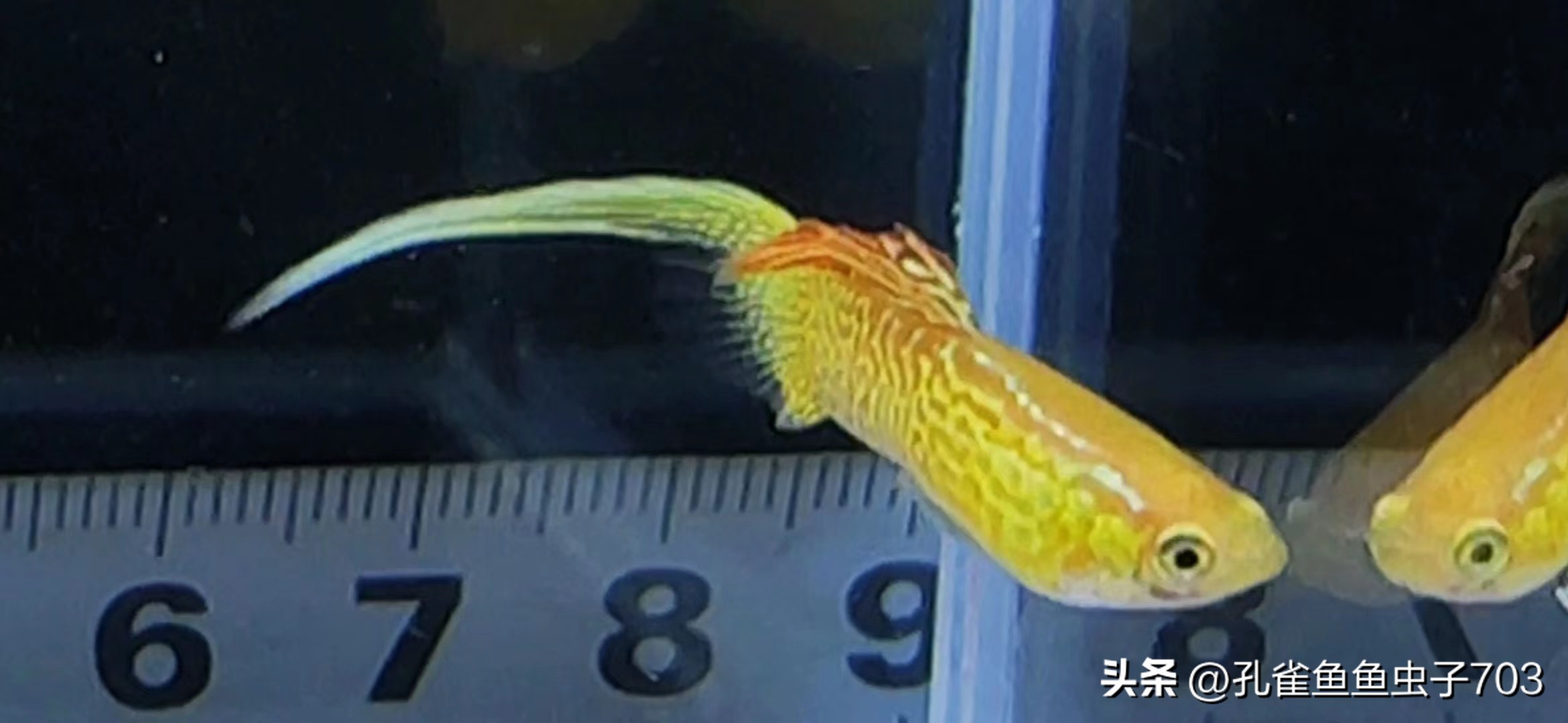 春季鱼为什么死亡如何救活,自己养的鱼无征兆死亡怎么回事