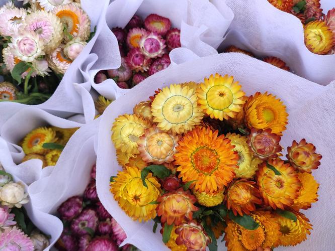 永生花蜡菊,蜡菊开几个月的花