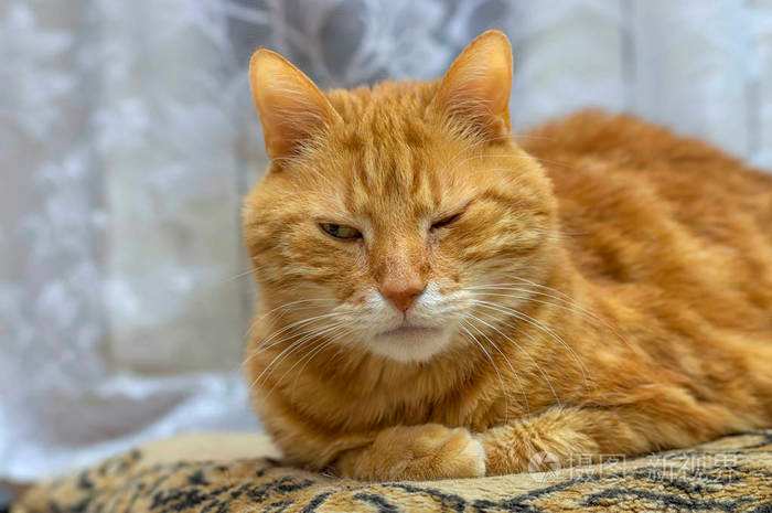 猫咪的胡须有什么作用需要剪吗,猫咪的胡子可以稍微剪掉一点点嘛