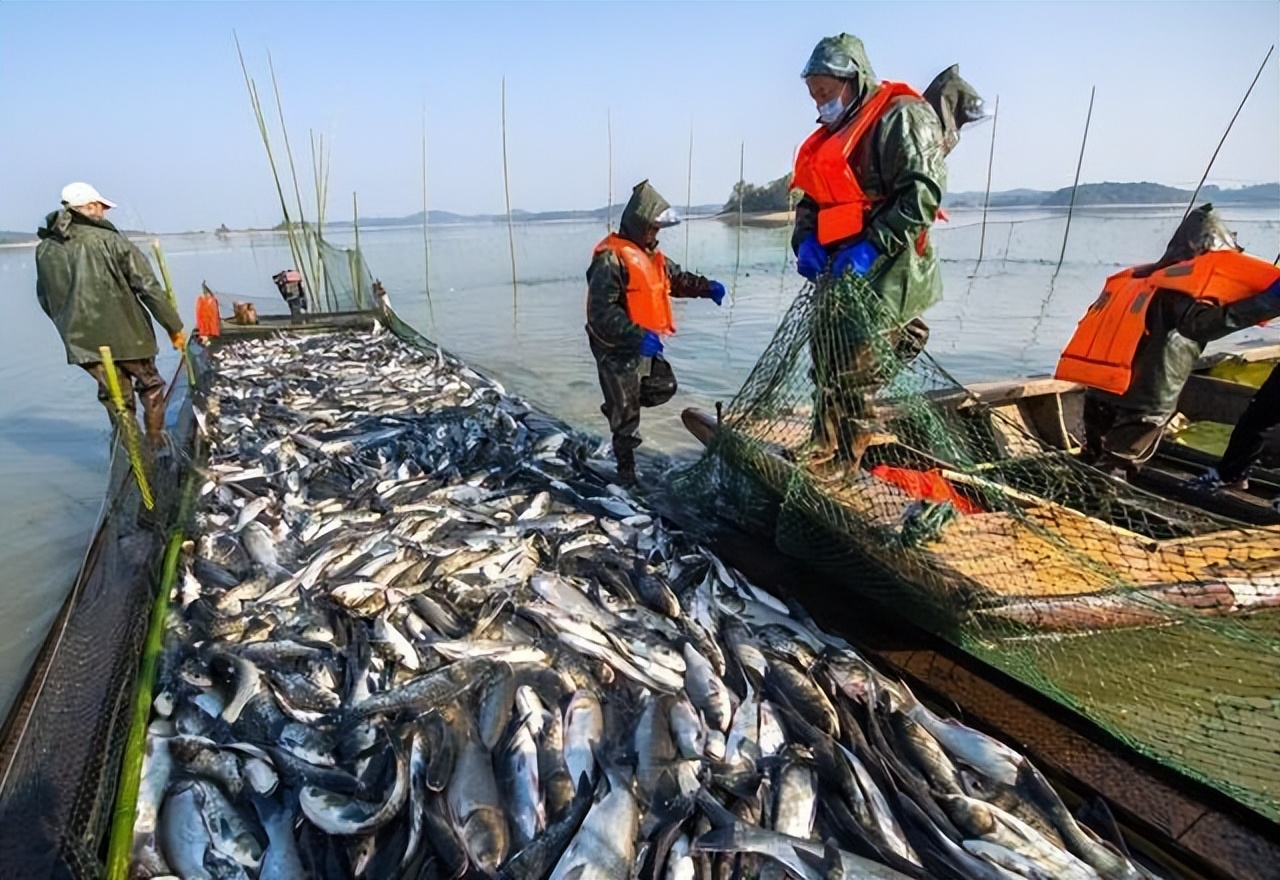 三峡水坝大鱼横行,三峡区出现大量水老虎