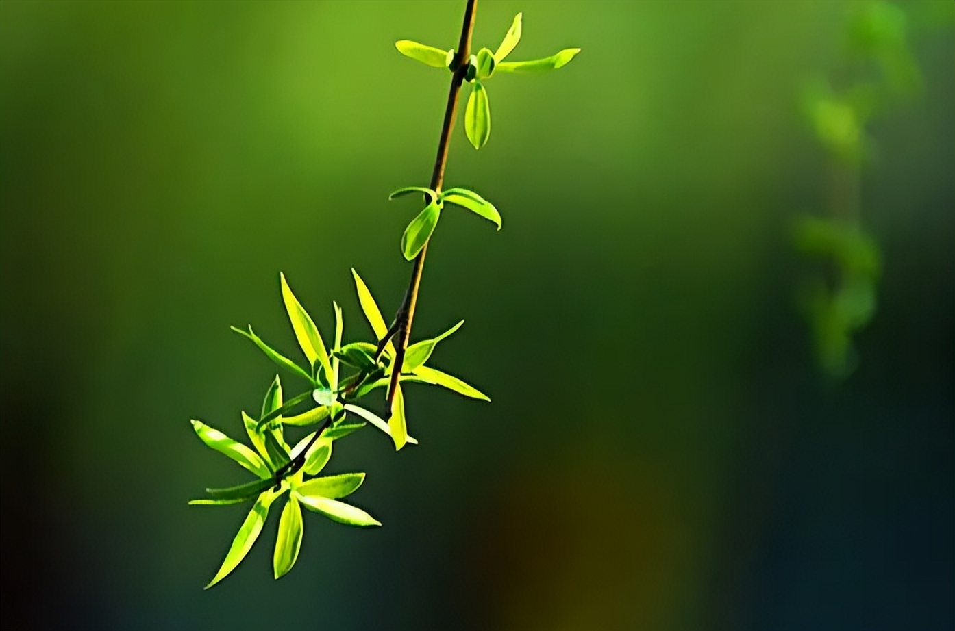 新人初入楼｜孙兆兰：春曲（平水三十韵）