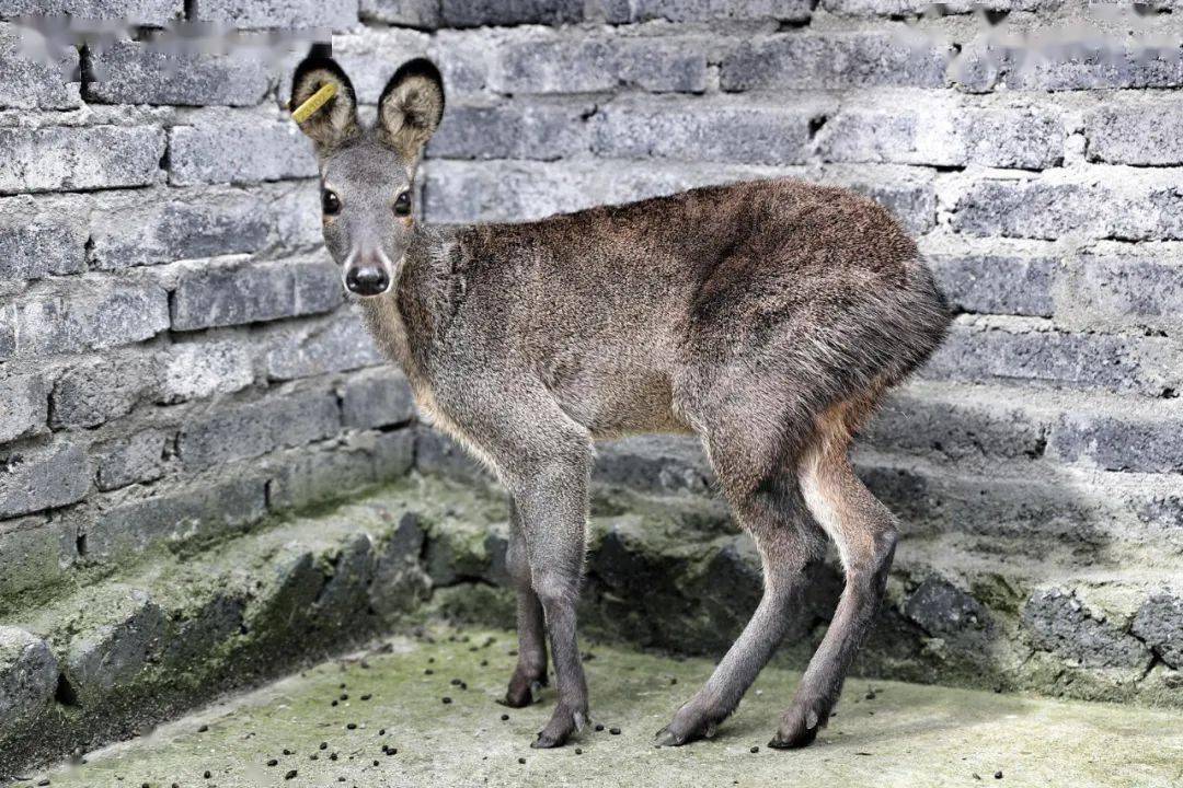 一只林麝一年能挣多少,一只林麝养殖一年一万元是真的吗