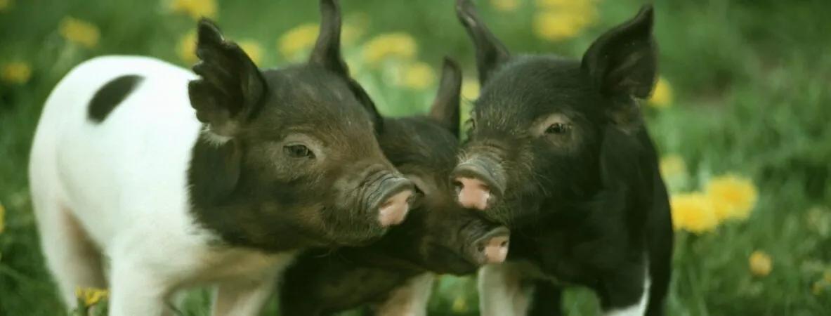 小猪佩奇古诗词故事,小猪佩奇游子吟