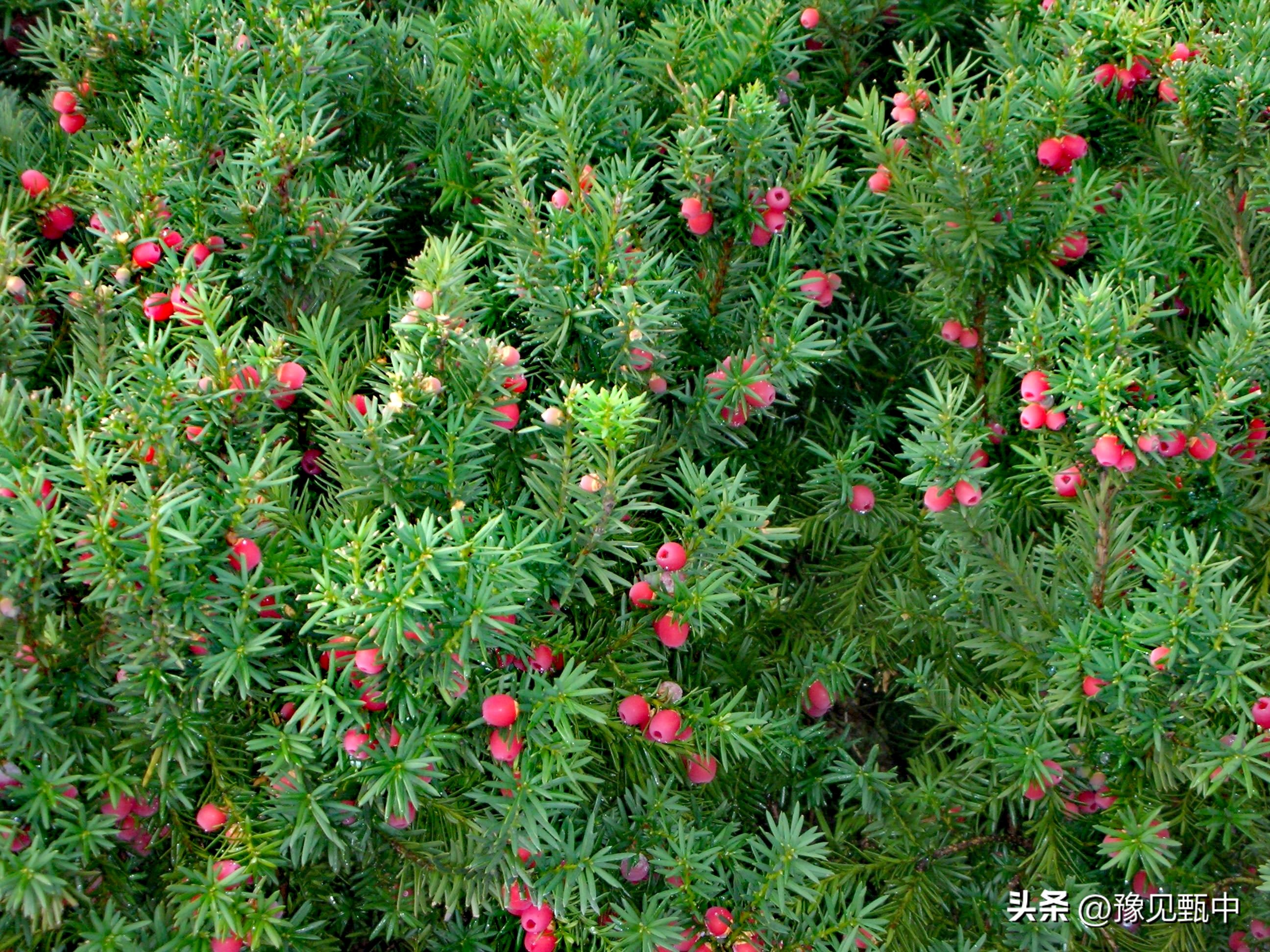 游陕西石泉古城,最美古镇石泉