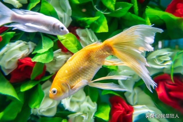 观赏鱼鱼胆小怎么办,观赏鱼怎么预防胆小虫