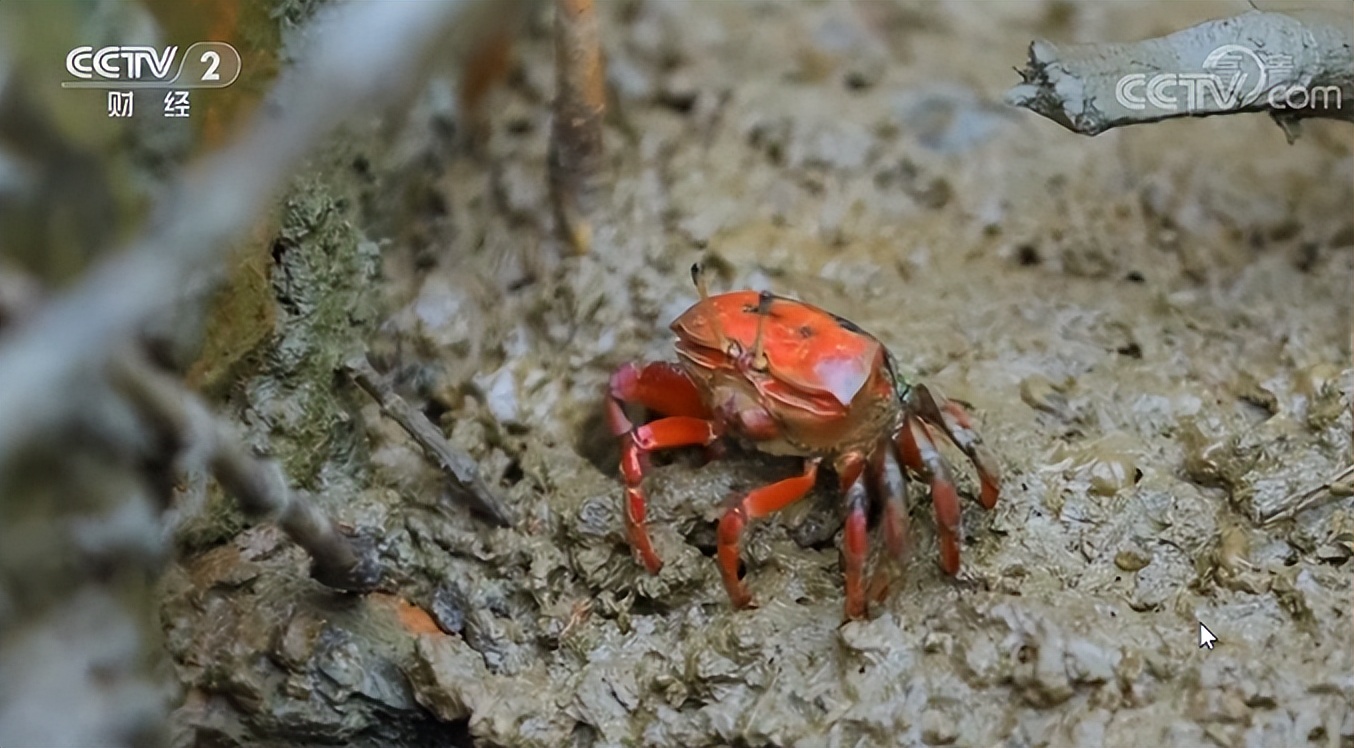 海味鲜，风情浓，不虚湛江行！央视又聚焦港城美食