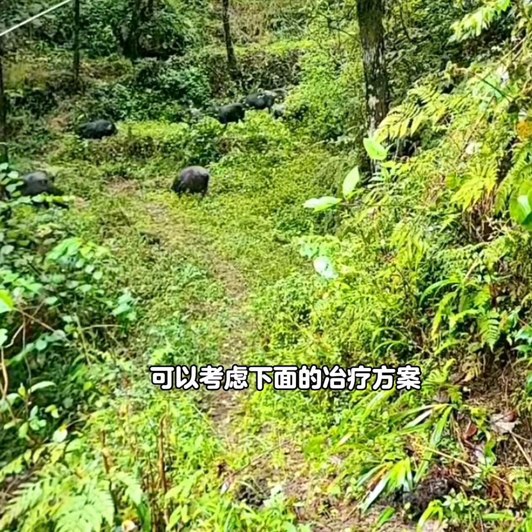 猪产后十五天反复发烧喘怎么办,猪反复发烧是什么原因引起的